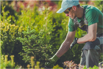 Planting