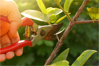 Pruning